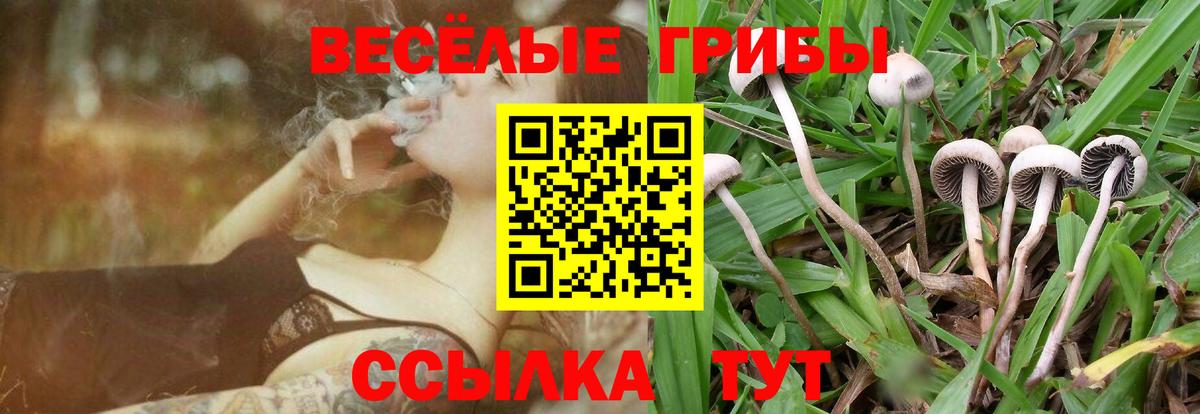 Канаш  цена   Вход с VPN  Галлюциногенные грибы мицелий 